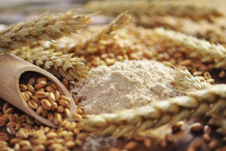 Wheat-grain22