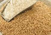 Wheat grains