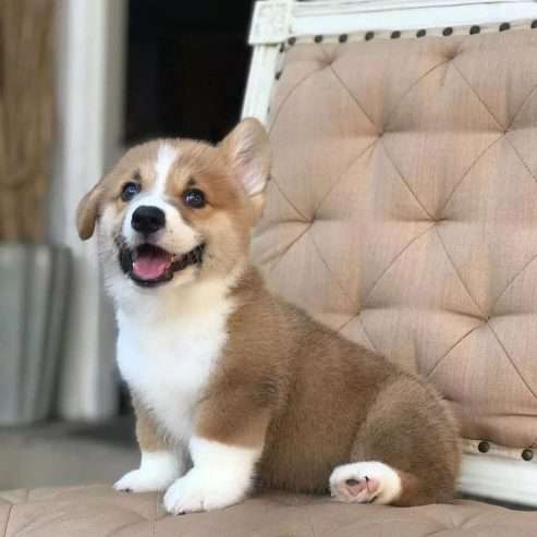 Adorable corgi puppies Male & Female