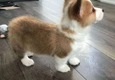 adorable_corgi_puppies2