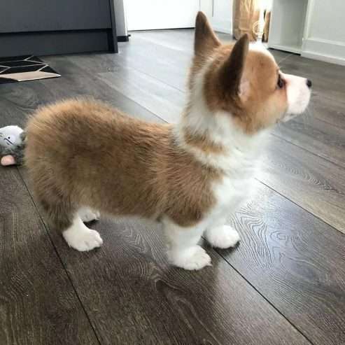 Adorable corgi puppies Male & Female