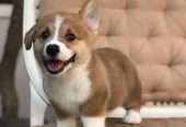 adorable_corgi_puppies2_272983715_997516071113370_3079291038933063292_n