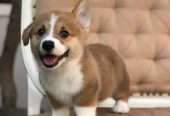 Adorable corgi puppies Male & Female