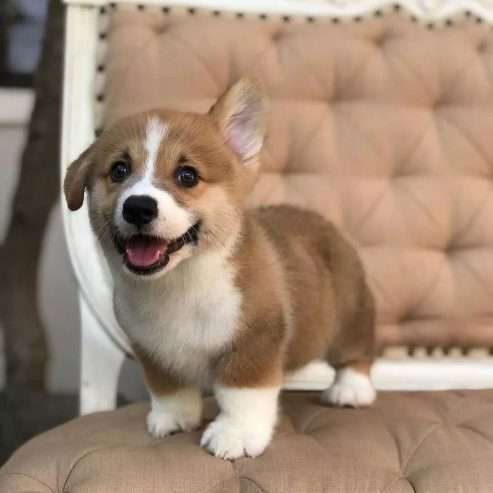 Adorable corgi puppies Male & Female