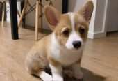 Adorable corgi puppies Male & Female