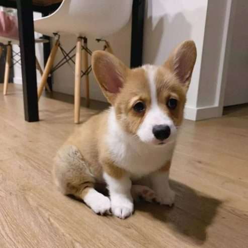 Adorable corgi puppies Male & Female