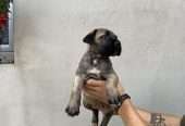 Cane Corso puppies