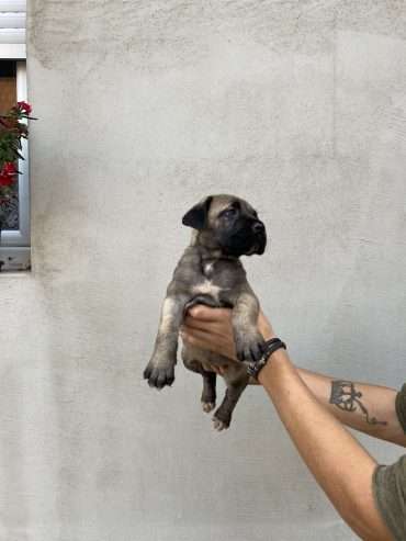 Cane Corso puppies