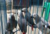 African gray parrot available