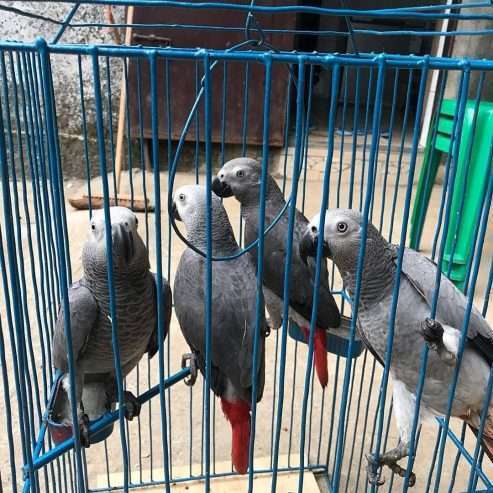 African gray parrot available