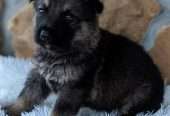 Male – GERMAN SHEPHERD Puppy – Maxi