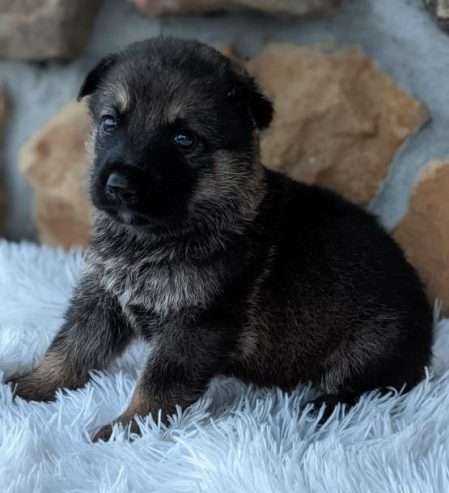 Male – GERMAN SHEPHERD Puppy – Maxi