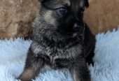 Male – GERMAN SHEPHERD Puppy – Maxi