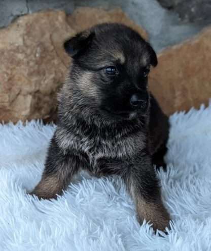 Male – GERMAN SHEPHERD Puppy – Maxi