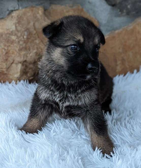 Male – GERMAN SHEPHERD Puppy – Maxi