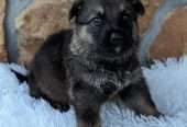 Male – GERMAN SHEPHERD Puppy – Maxi