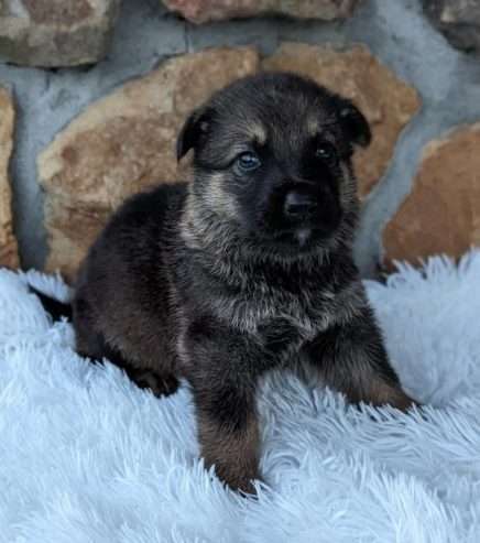 Male – GERMAN SHEPHERD Puppy – Maxi