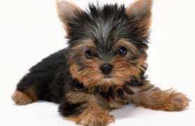 Micro Cute Teacup Yorkie Puppies