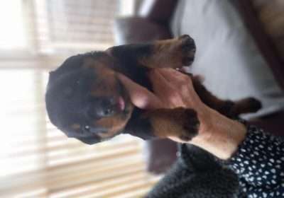 kc-registered-rottweiler-puppies-793093-3_800X600