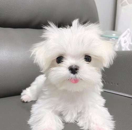 Maltese puppies available