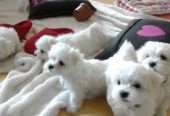 Maltese puppies available