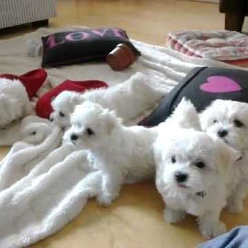 Maltese puppies available