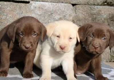 photo_beautiful-labrador-puppies-336-444-9168_49714002