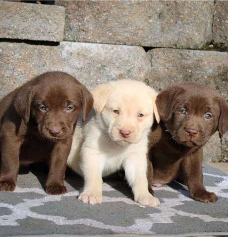  Labrador retriever puppies available.