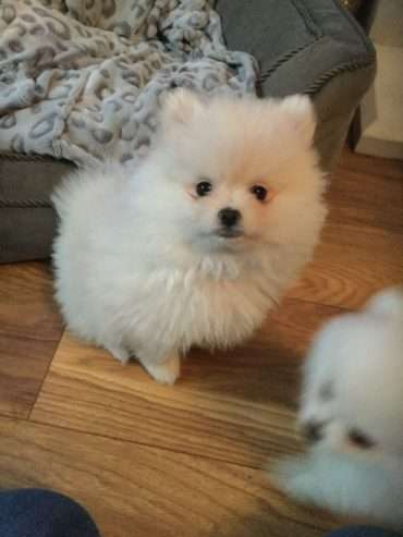 Tiny KC SnowWhite Pomeranian Pup’s