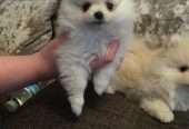 Tiny KC SnowWhite Pomeranian Pup’s