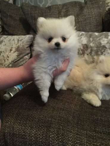 Tiny KC SnowWhite Pomeranian Pup’s