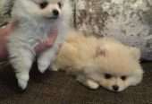 Tiny KC SnowWhite Pomeranian Pup’s