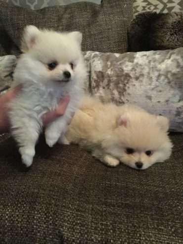 Tiny KC SnowWhite Pomeranian Pup’s