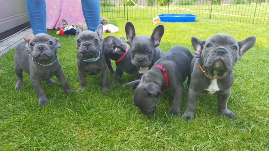 French Bulldog Puppies For Sale