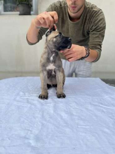 Cane Corso puppies