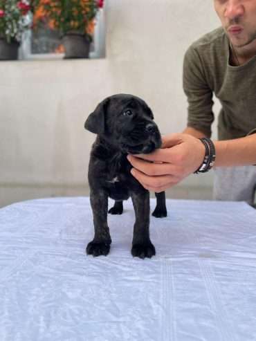 Cane Corso puppies