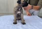 Cane Corso puppies