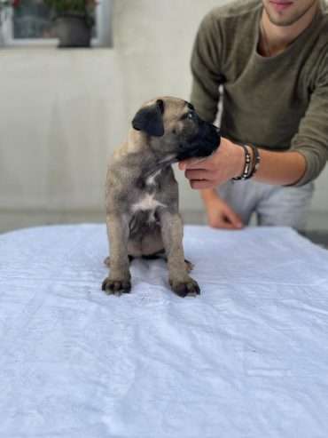 Cane Corso puppies