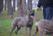 Cane Corso puppies