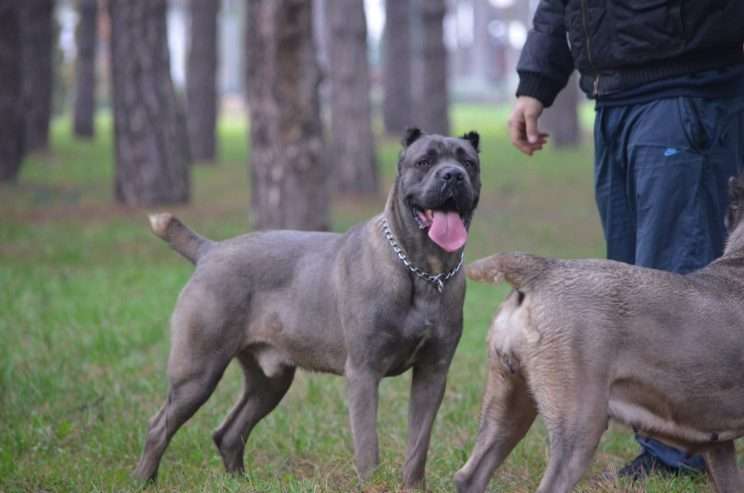 Cane Corso puppies