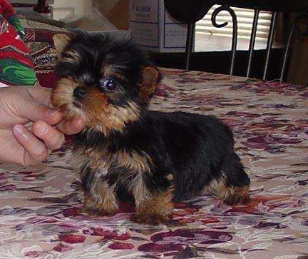 Yorkie Terrier  puppies for adoption