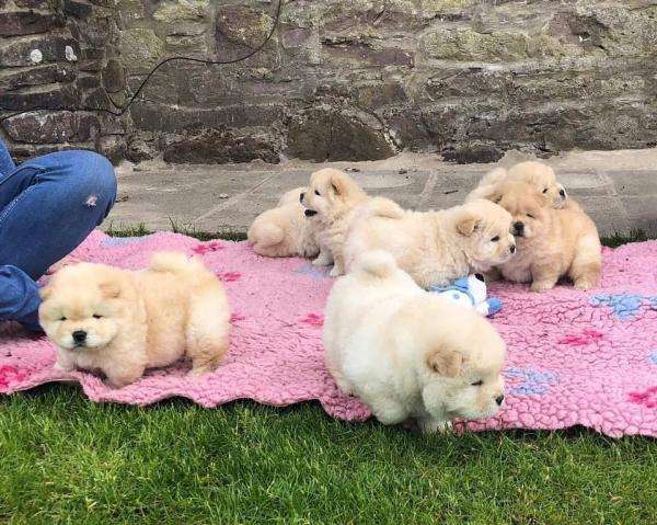 Gorgeous chow chow puppies
