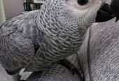 Meet Lola, Female Congo African Grey Parrot Available