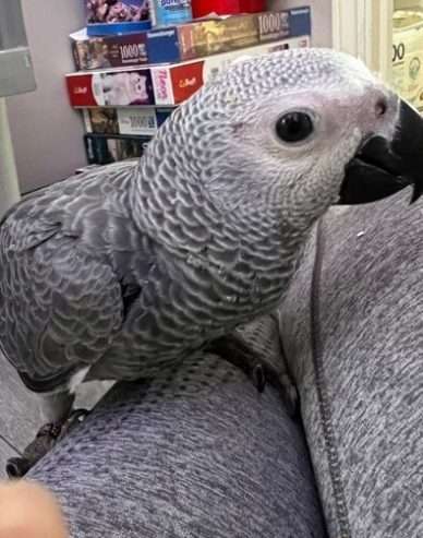 Meet Lola, Female Congo African Grey Parrot Available