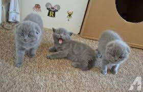 Cute Scottish Fold Kittens