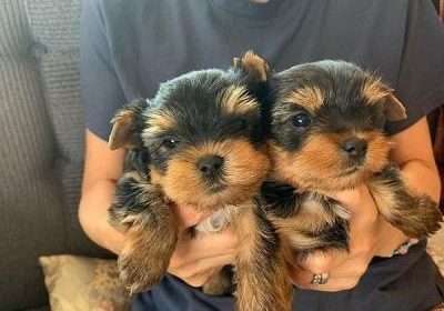Super adorable Yorkie Puppies