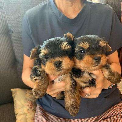 Super adorable Yorkie Puppies