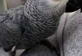 Meet Lola, Female Congo African Grey Parrot Available