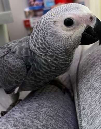 Meet Lola, Female Congo African Grey Parrot Available