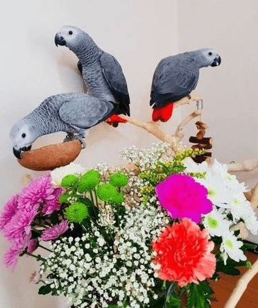 African Grey Parrots for sale